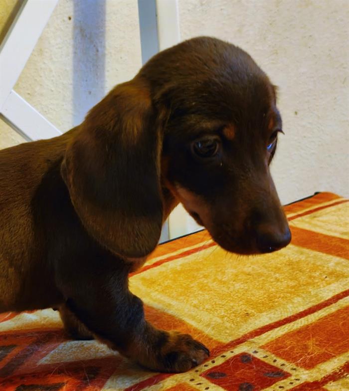 BASSOTTO CUCCIOLI 2