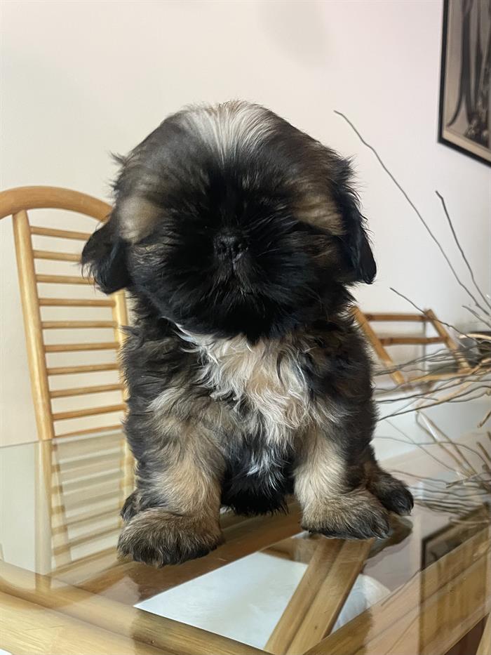 CUCCIOLI DI SHIH-TZ