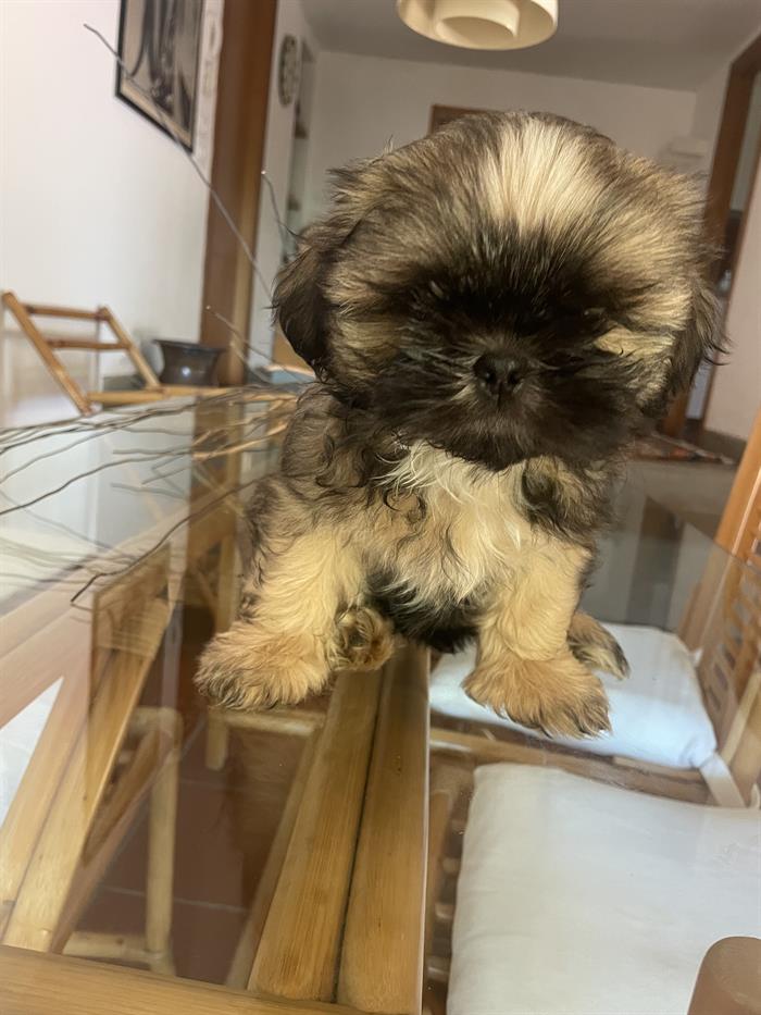 CUCCIOLI DI SHIH-TZ 2