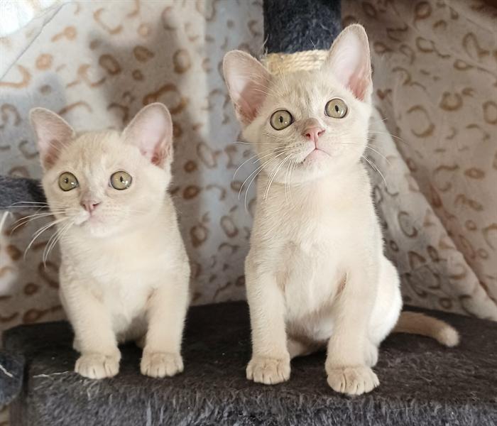 CUCCIOLI BURNESI EUROPEI
