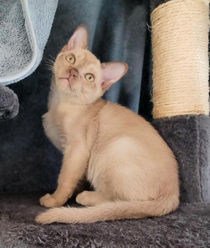 GATTINI BURNESI 2