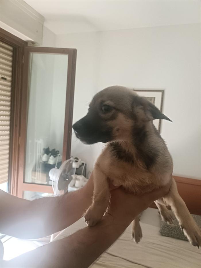 CUCCIOLI 2