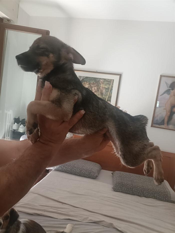 CUCCIOLI 3