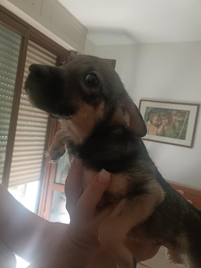 CUCCIOLI 4