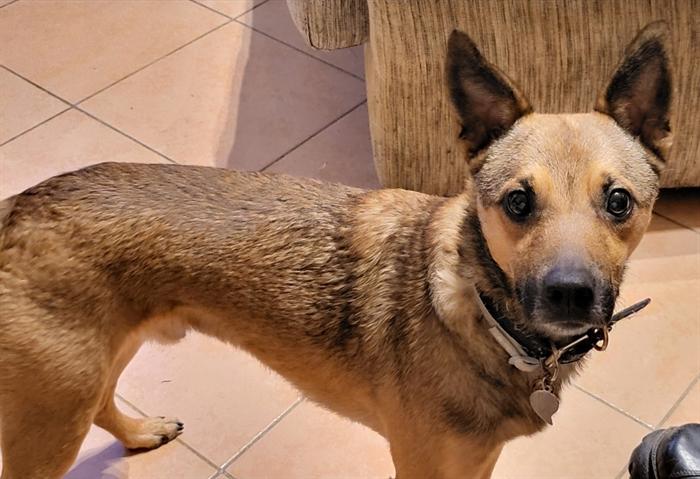 CUCCIOLI 5