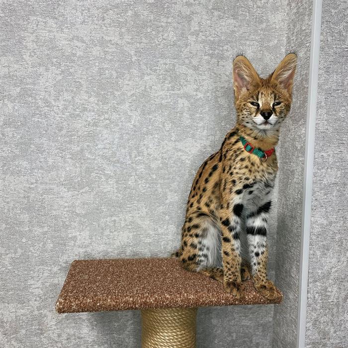GATTINI SERVAL