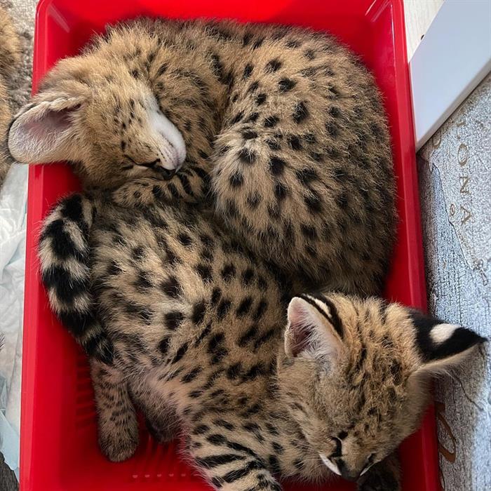 GATTINI SERVAL 2