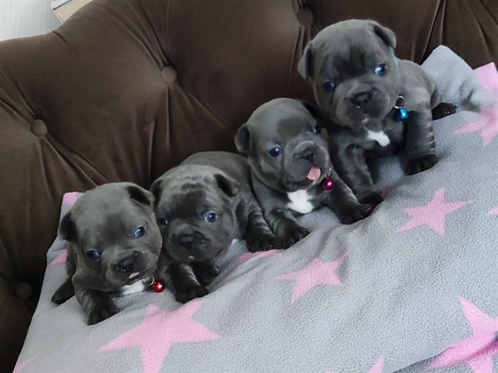 BULLDOG FRANCESE