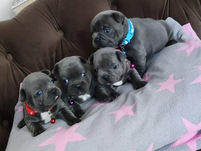 BULLDOG FRANCESE 2