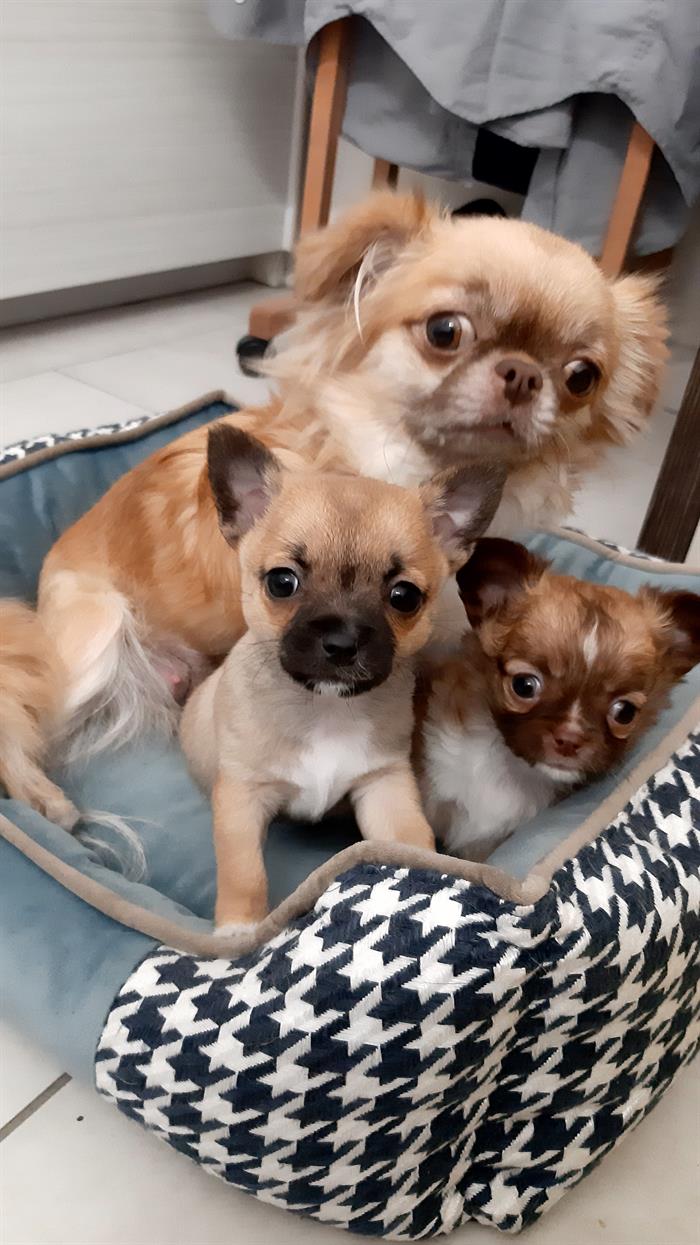 CHIHUAHUA 2