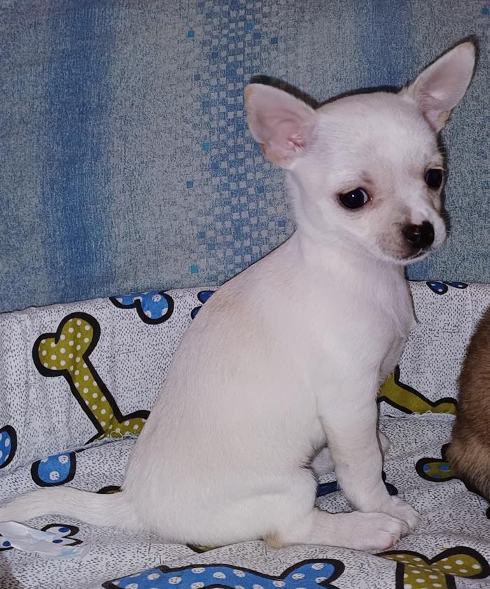 CHIHUAHUA 3