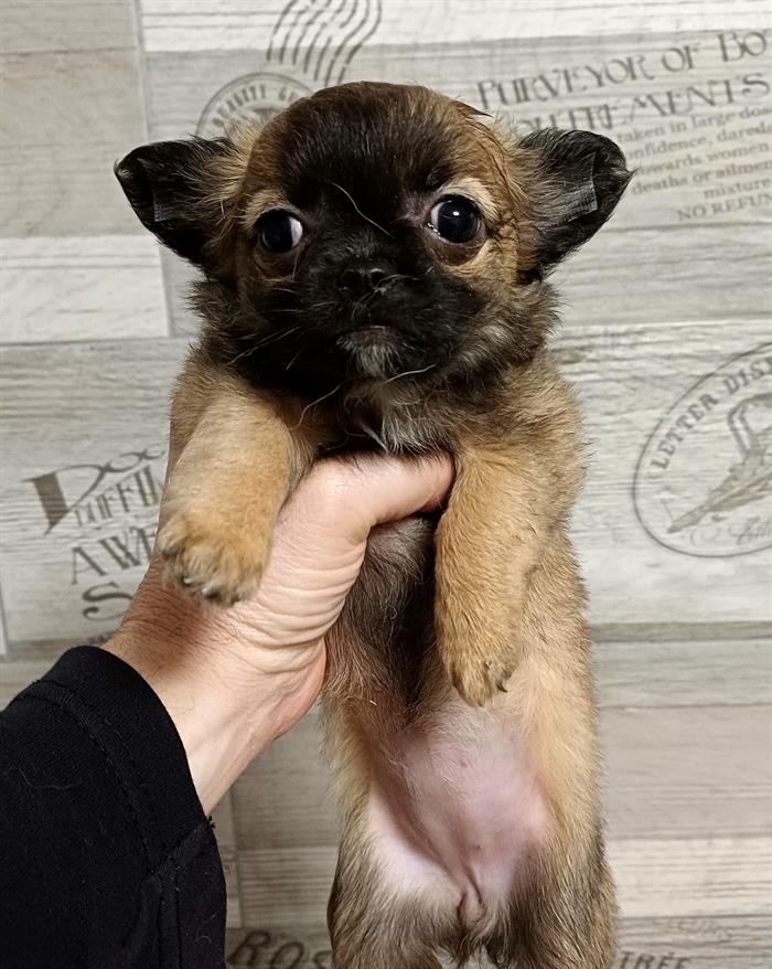 CHIHUAHUA 4