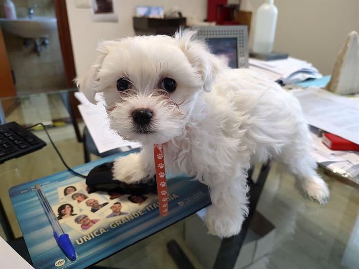 CUCCIOLI MALTESI 2