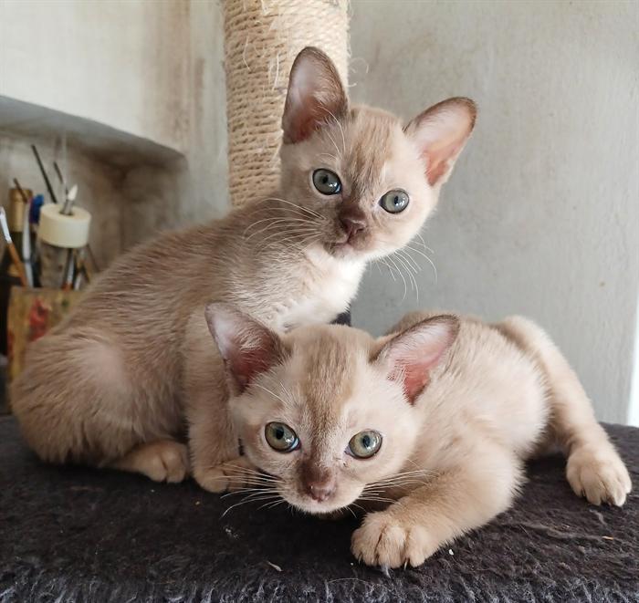 CUCCIOLI MALTESI 4