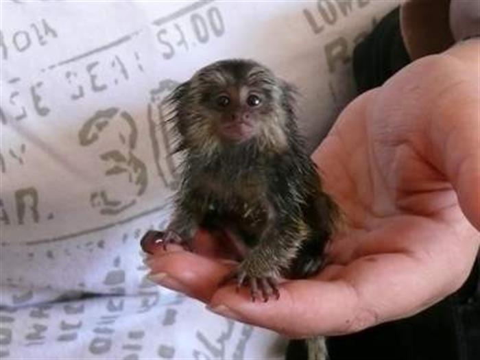 CUCCIOLI MALTESI 6