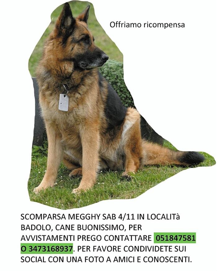 CUCCIOLI MALTESI 7