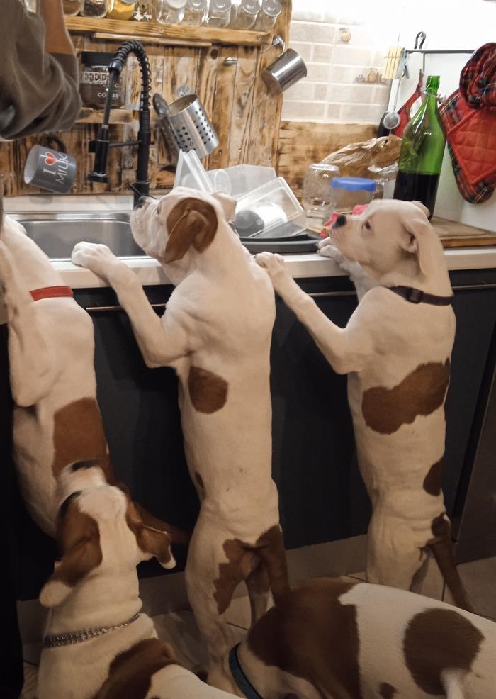 BULLDOG AMERICANO