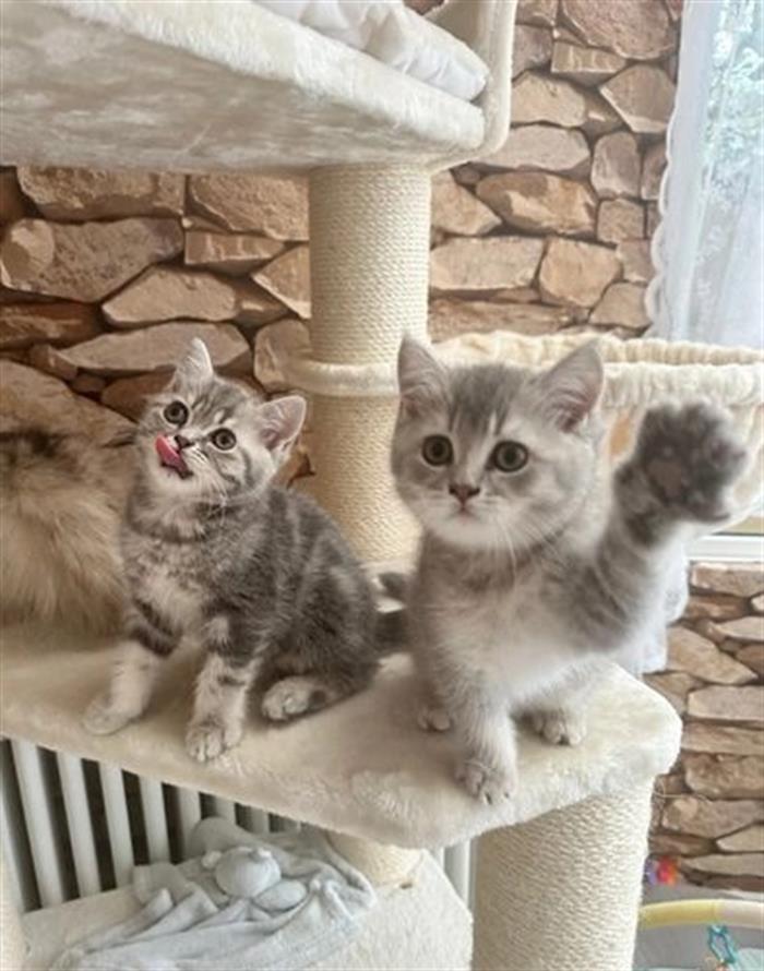 GATTINI BRITISH SHORTHAIR