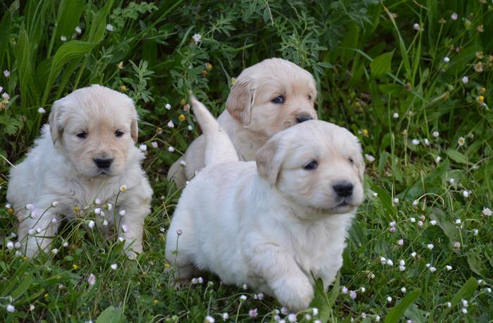 GOLDEN RETRIEVER