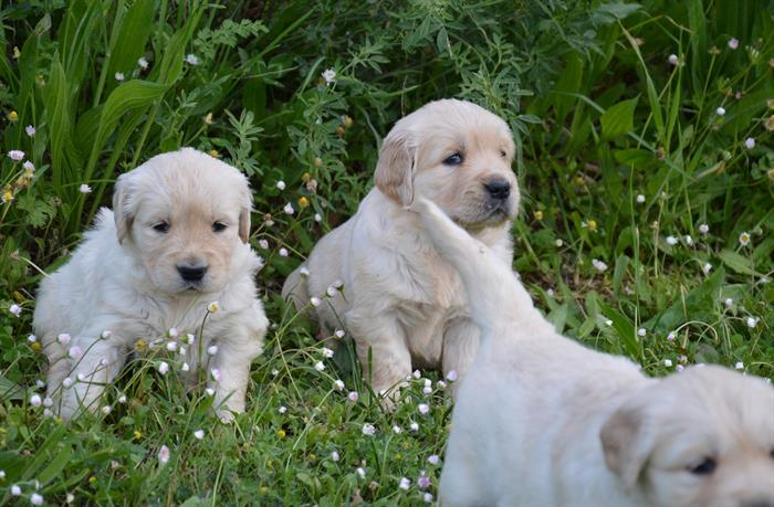 GOLDEN RETRIEVER 2
