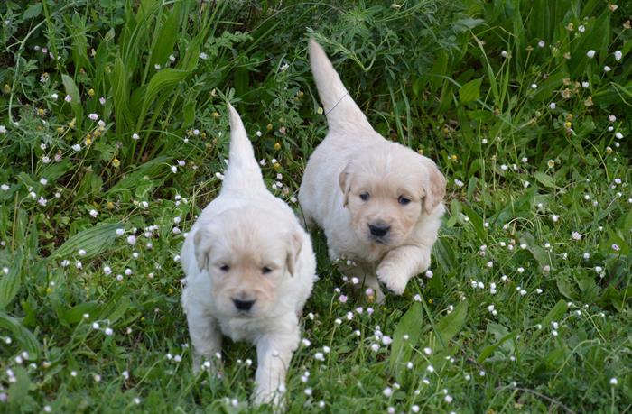 GOLDEN RETRIEVER 4