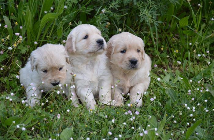 GOLDEN RETRIEVER 5