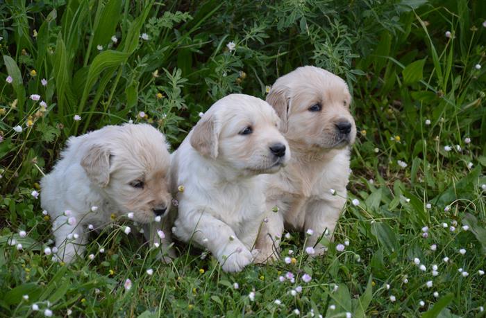 GOLDEN RETRIEVER 6