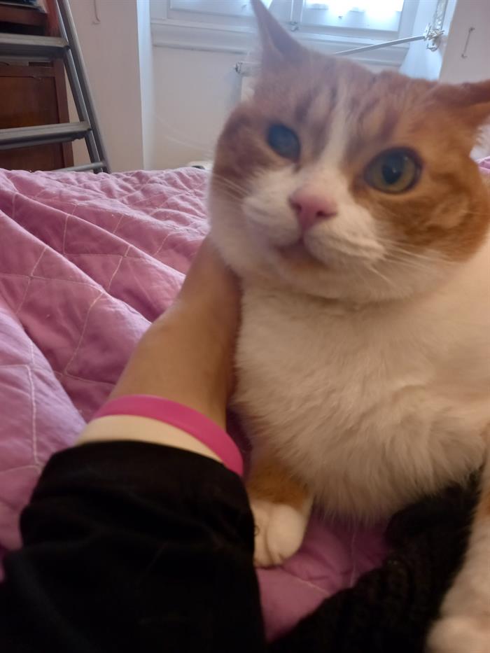 ANIMAL SITTER 2